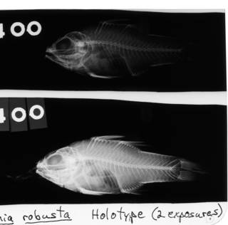 To NMNH Extant Collection (Amia robusta USNM 68400 holotype radiograph lateral view)