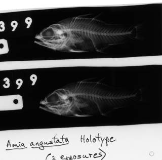 To NMNH Extant Collection (Amia angustata USNM 68399 holotype radiograph lateral view)