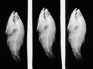 To NMNH Extant Collection (Amia albomarginata USNM 68402 holotype radiograph lateral view)