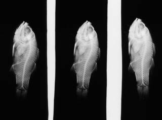 To NMNH Extant Collection (Amia striata USNM 68403 holotype radiograph lateral view)
