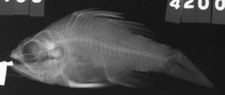 To NMNH Extant Collection (Apogon punctatus USNM 42009 radiograph lateral view)