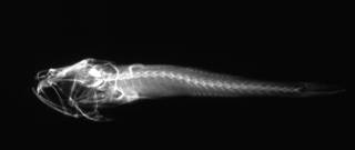 To NMNH Extant Collection (Gymnapogon japonicus USNM 108821 radiograph lateral view)
