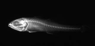 To NMNH Extant Collection (Gymnapogon gracilicauda USNM 112378 radiograph lateral view)
