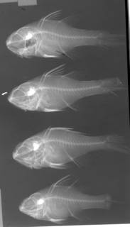 To NMNH Extant Collection (Apogon doryssa USNM 119466 radiograph lateral view)