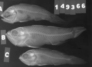To NMNH Extant Collection (Apogon smithi USNM 149366 radiograph lateral view)