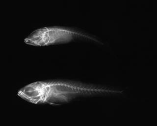 To NMNH Extant Collection (Gymnapogon urospilotus USNM 152926 radiograph lateral view)