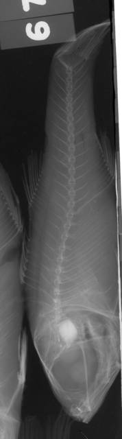 To NMNH Extant Collection (Glossamia pandionis USNM 157967 radiograph lateral view)