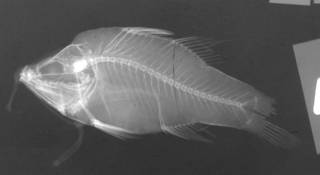 To NMNH Extant Collection (Apogon hyalinus USNM 171127 radiograph lateral view)