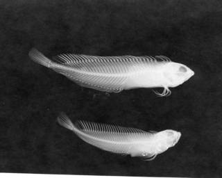 To NMNH Extant Collection (Heteroclinus whiteleggii USNM 48833 radiograph lateral view)