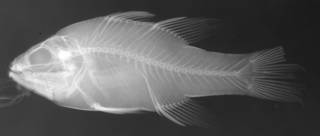 To NMNH Extant Collection (Apogon noordzeiki USNM 175754 radiograph lateral view)
