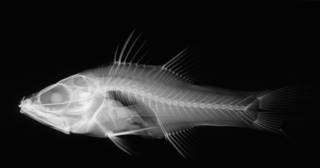 To NMNH Extant Collection (Apogon anisolepis USNM 198009 radiograph lateral view)