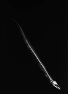 To NMNH Extant Collection (Leptocephalus retrotinctus USNM 49974 paratype radiograph lateral view)