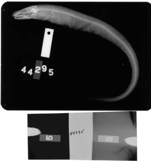 To NMNH Extant Collection (Ophisoma prorigerum USNM 44295 holotype radiograph lateral view)