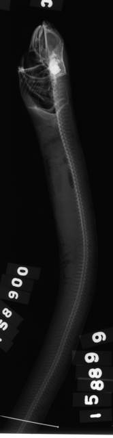To NMNH Extant Collection (Parabathymyrus oregoni USNM 158900 holotype 1 of 2 radiograph lateral view)