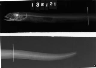 To NMNH Extant Collection (Arisoma brachyrhynchus USNM 135121 paratype radiograph lateral view)