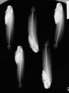 To NMNH Extant Collection (Achirus klunzingeri USNM 144783 1 of 2 radiograph lateral view)