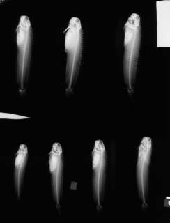 To NMNH Extant Collection (Achirus klunzingeri USNM 144783 2 of 2 radiograph lateral view)