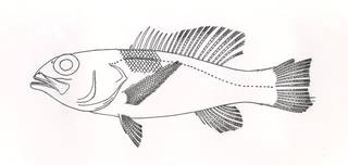 To NMNH Extant Collection (Pikea cubensis P08064 illustration)