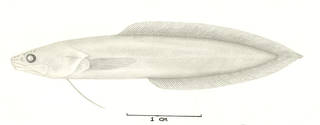 To NMNH Extant Collection (Microbrotula randalli P13572 illustration)