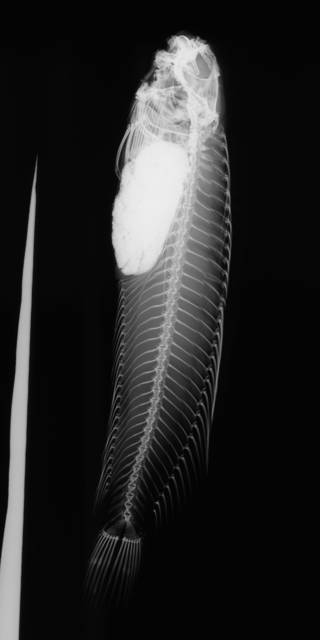 To NMNH Extant Collection (Istiblennius edentulus USNM 87637 radiograph lateral view)