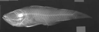 To NMNH Extant Collection (Apogon kiensis USNM 59634 radiograph lateral view)