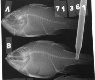 To NMNH Extant Collection (Paramia niger USNM 71361 radiograph lateral view)