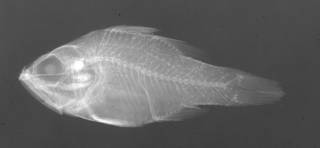 To NMNH Extant Collection (Paramia novae guinea USNM 126372 radiograph lateral view)