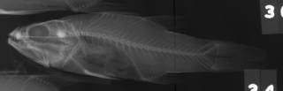 To NMNH Extant Collection (Cheilodopterus singapurensis USNM 149336 radiograph lateral view)