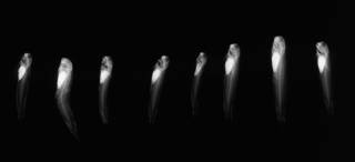 To NMNH Extant Collection (Istiblennius rivulatus USNM 298471 1 of 2 radiograph lateral view)