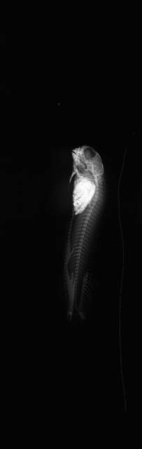 To NMNH Extant Collection (Istiblennius rivulatus USNM 298471 2 of 2 radiograph lateral view)