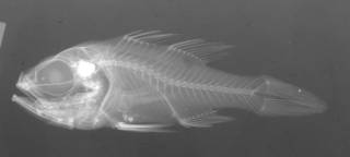 To NMNH Extant Collection (Apogon conklini USNM 102089 radiograph lateral view)