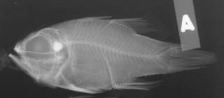 To NMNH Extant Collection (Apogon bandanensis USNM 112131 radiograph lateral view)