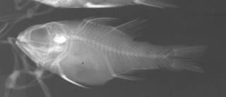 To NMNH Extant Collection (Apogon aroubiensis USNM 151482 radiograph lateral view)