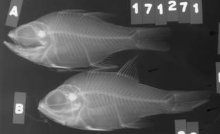 To NMNH Extant Collection (Apogon fleurieu USNM 171271 radiograph lateral view)