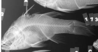 To NMNH Extant Collection (Apogon trimaculatus USNM 173834 radiograph lateral view)