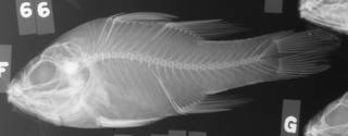 To NMNH Extant Collection (Apogon trimaculatus USNM 173866 radiograph lateral view)