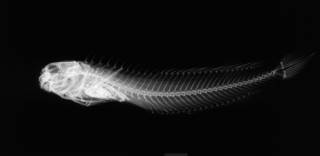 To NMNH Extant Collection (Istiblennius bellus USNM 293843 radiograph lateral view)