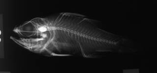 To NMNH Extant Collection (Apogon uninotata USNM 196480 radiograph lateral view)