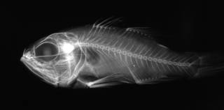 To NMNH Extant Collection (Apogon alutus USNM 275068 radiograph lateral view)
