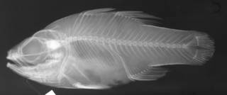 To NMNH Extant Collection (Apogon americanus USNM 43297 radiograph lateral view)