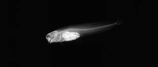 To NMNH Extant Collection (Blenniella cyanostigma USNM 308014 radiograph lateral view)