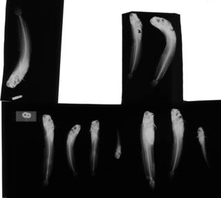 To NMNH Extant Collection (Blenniella caudolineata USNM 259188 1 of 2 radiograph lateral view)