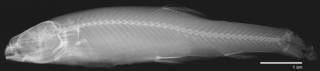 To NMNH Extant Collection (Evarra eigenmanni USNM 45571 syntype radiograph)