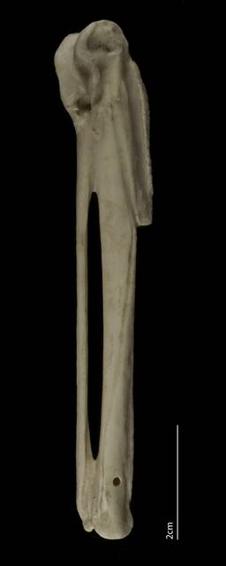 To NMNH Extant Collection (Gaviidae (Loons), USNM 502462, carpometacarpus, dorsal)