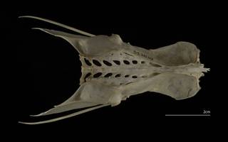 To NMNH Extant Collection (Laridae.Larinae (Gulls), USNM 553830, pelvis, dorsal)