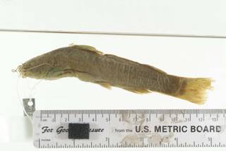 To NMNH Extant Collection (Mystus pelusius USNM 48018 photograph lateral view)