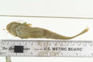 To NMNH Extant Collection (Mystus pelusius USNM 48018 photograph ventral view)