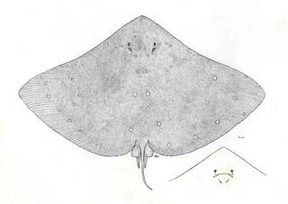 To NMNH Extant Collection (Gymnura afuerae P07184 illustration)