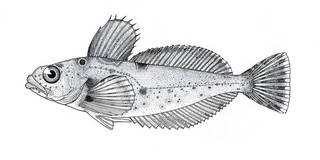 To NMNH Extant Collection (Phallocottus obtusus P07904 illustration)