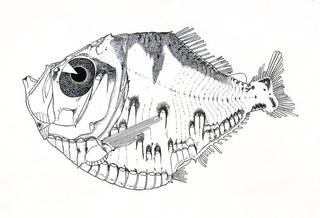 To NMNH Extant Collection (Polyipnus asteroides P07583 illustration)